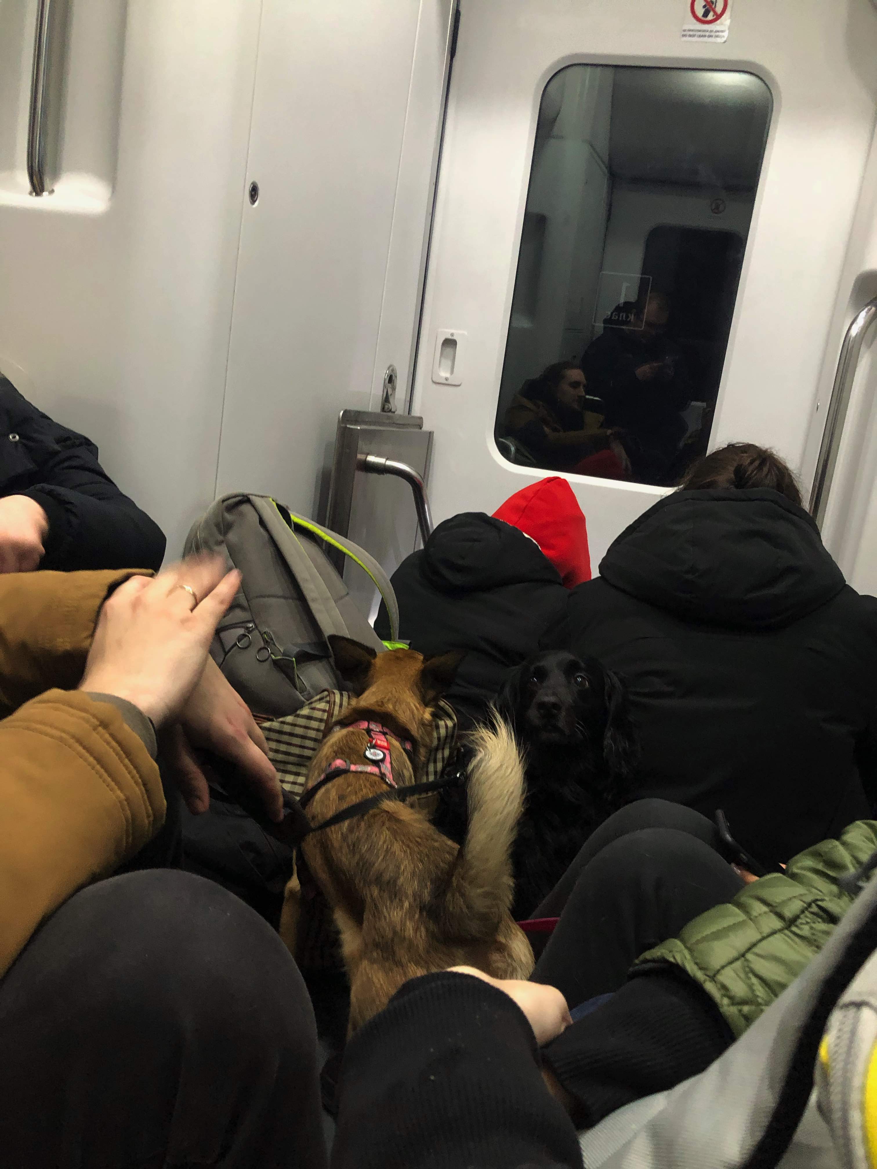 No tren a Lviv, xente e mascotas.